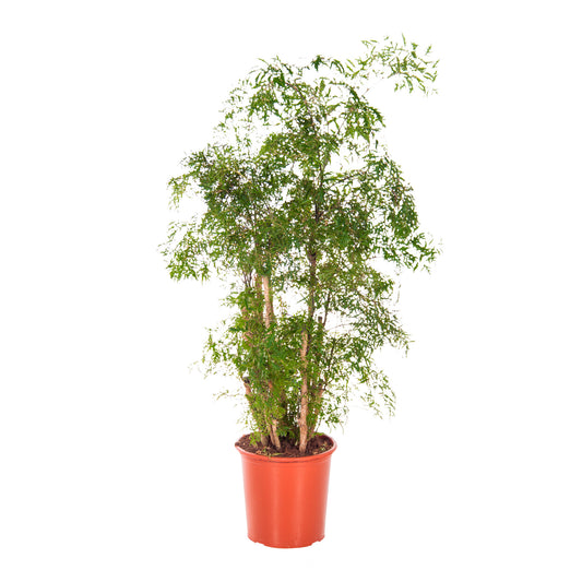Polyscias Balfouriana