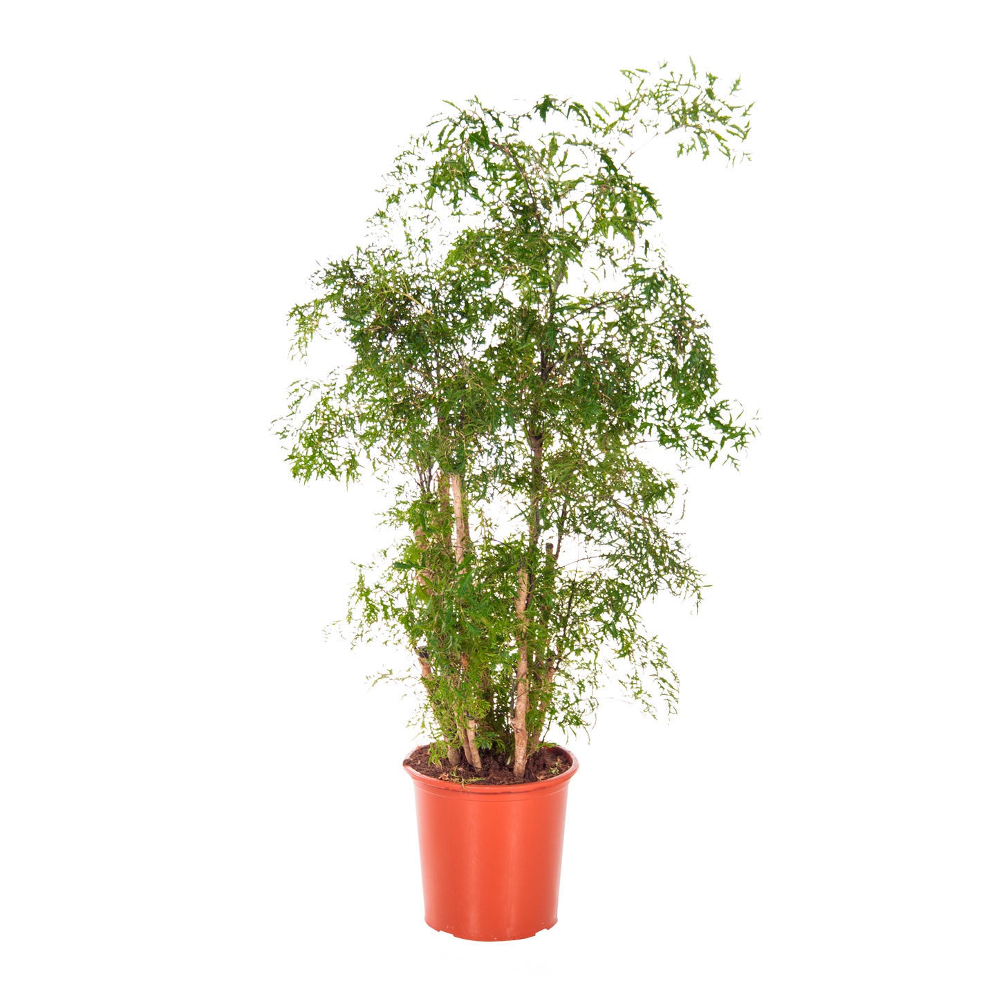Polyscias Balfouriana