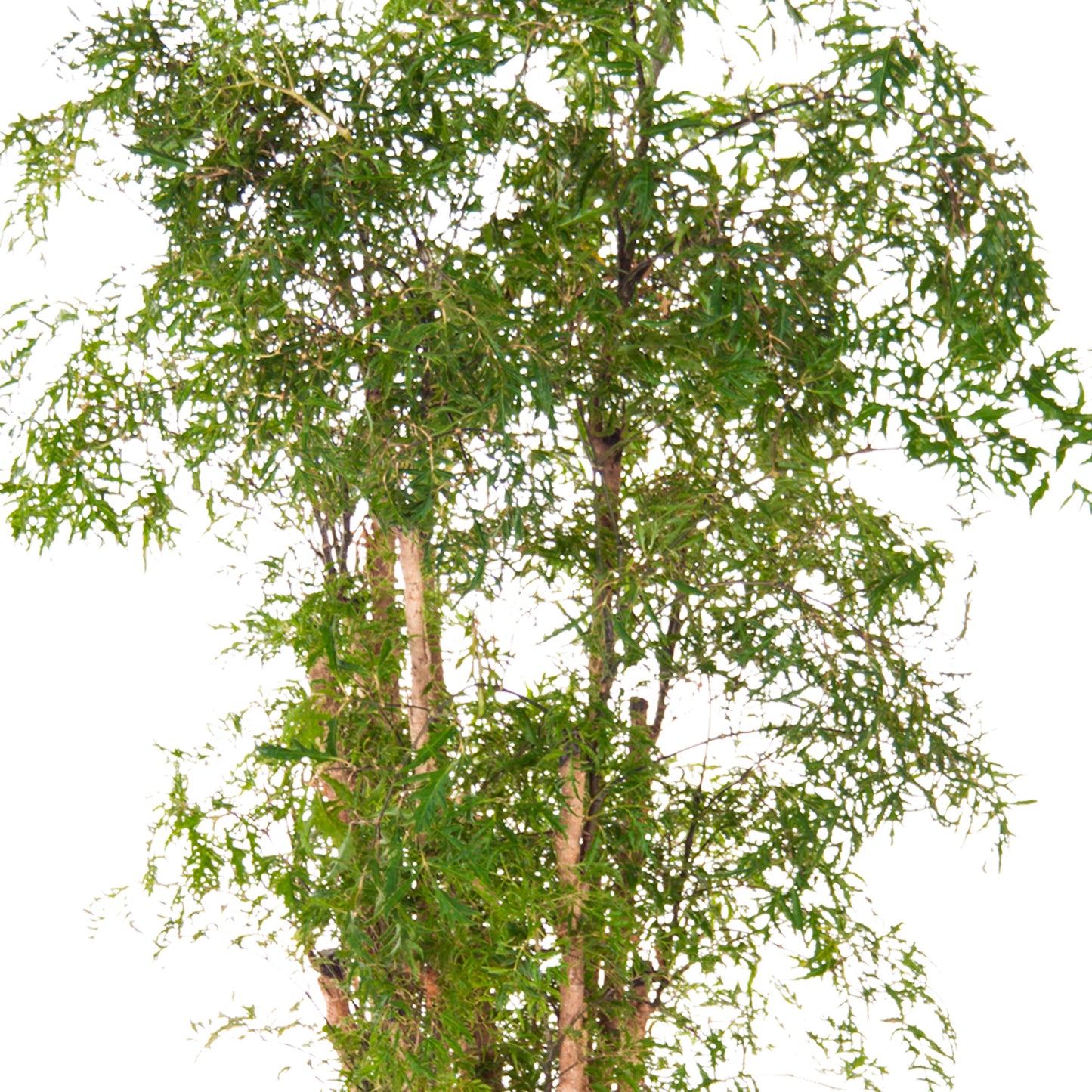 Polyscias Balfouriana