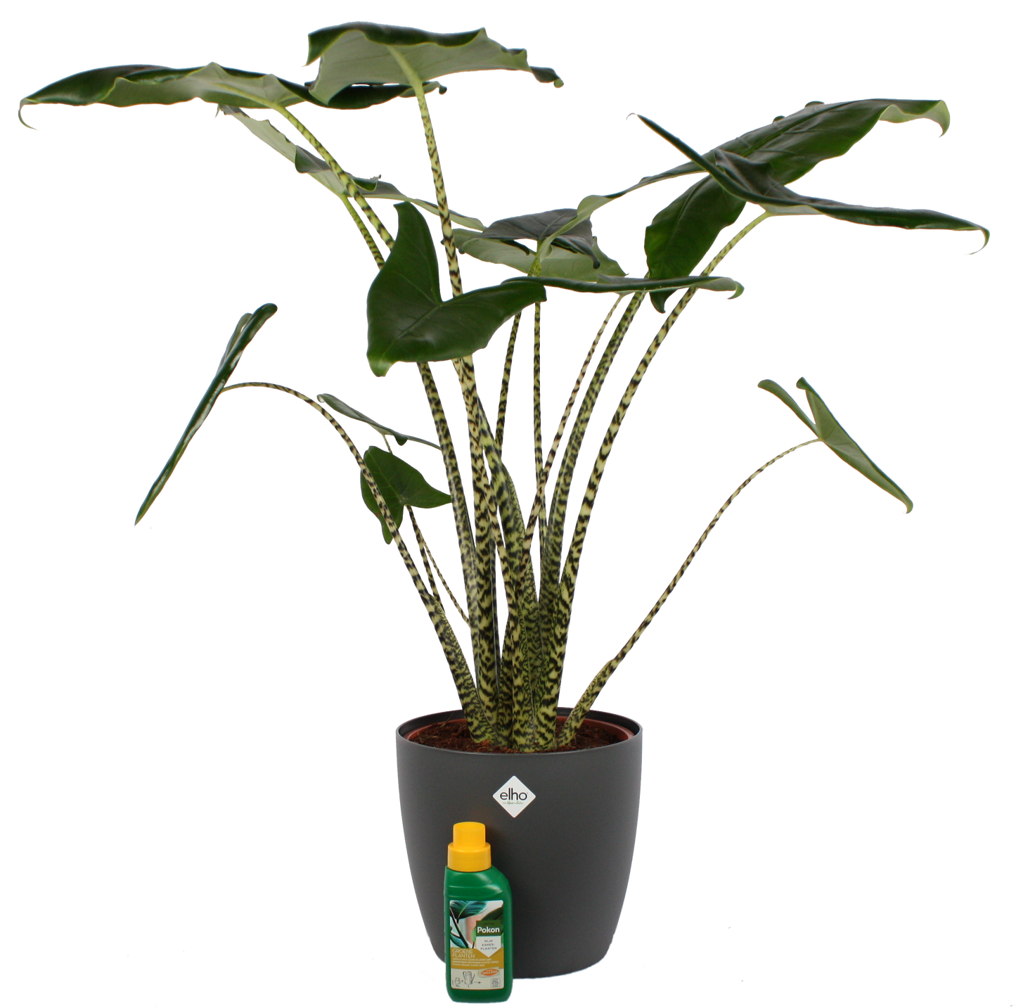Alocasia Zebrina met Elho sierpot en Pokon