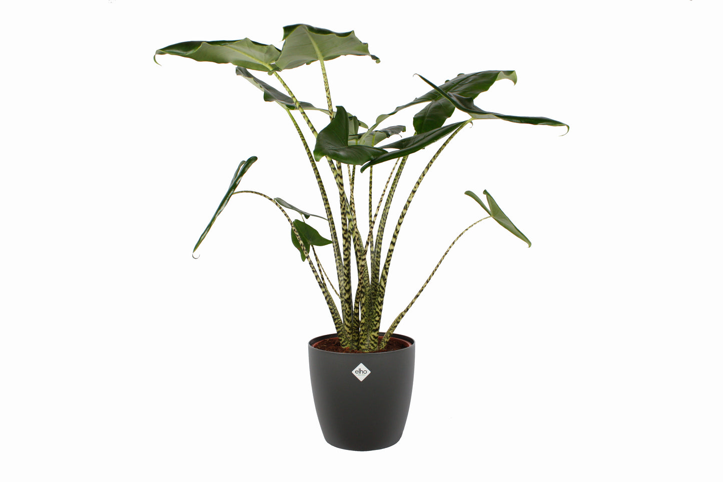 Alocasia Zebrina met Elho sierpot