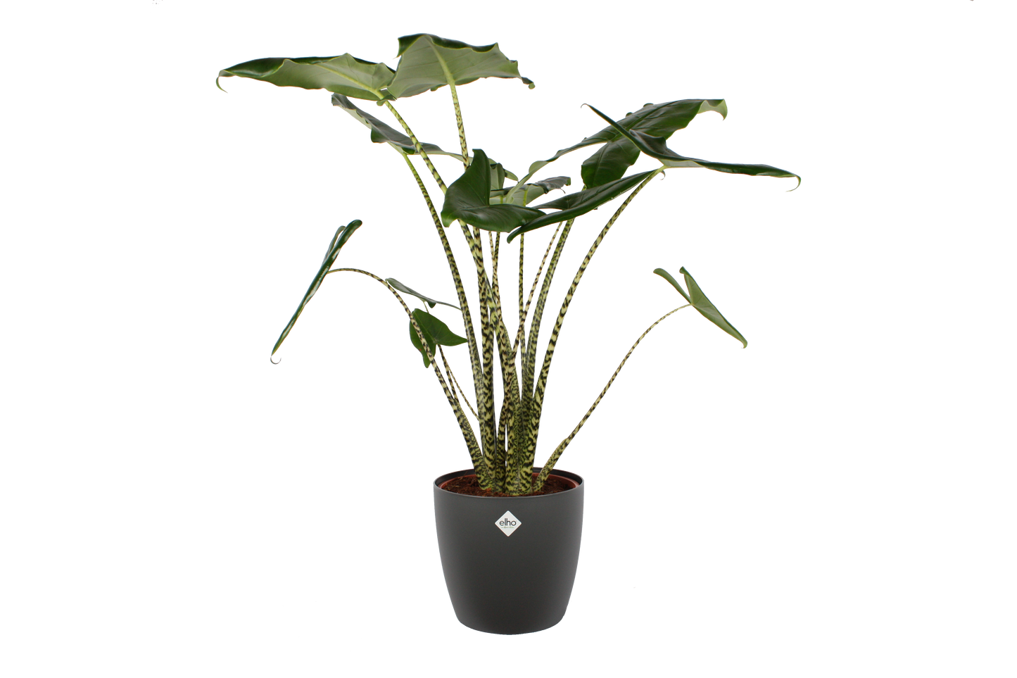 Alocasia Zebrina met Elho sierpot