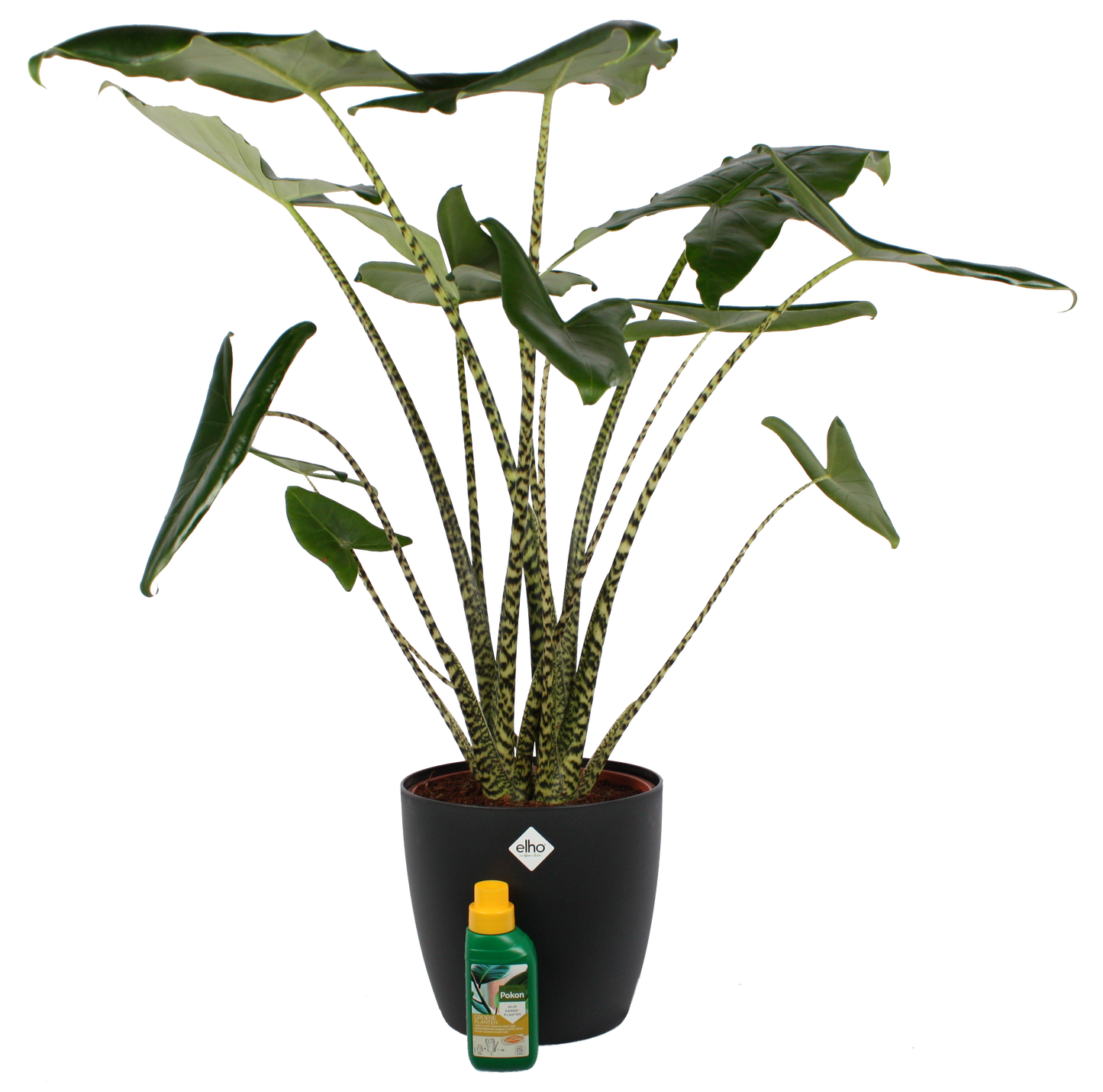 Alocasia Zebrina met Elho sierpot en Pokon