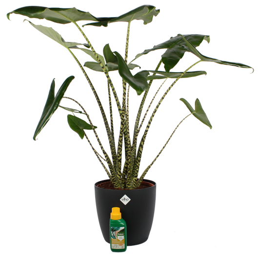 Alocasia Zebrina met Elho sierpot en Pokon