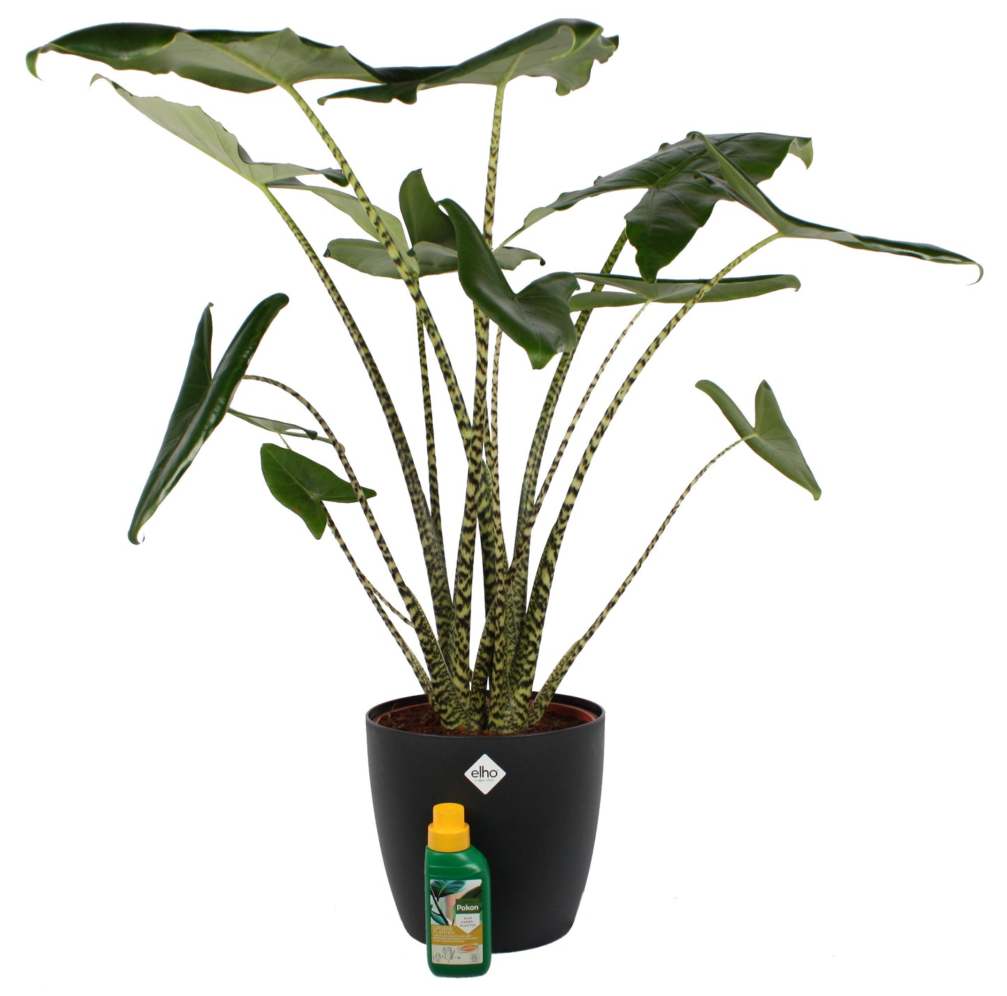 Alocasia Zebrina met Elho sierpot en Pokon