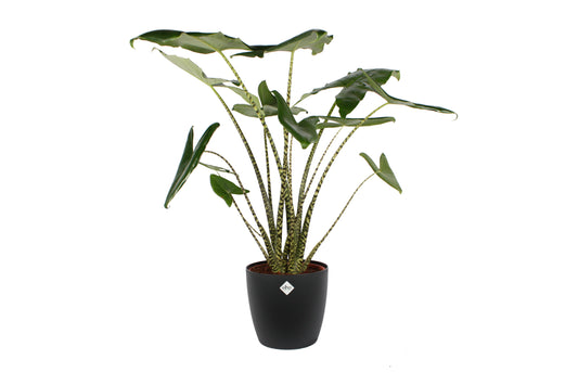 Alocasia Zebrina met Elho sierpot