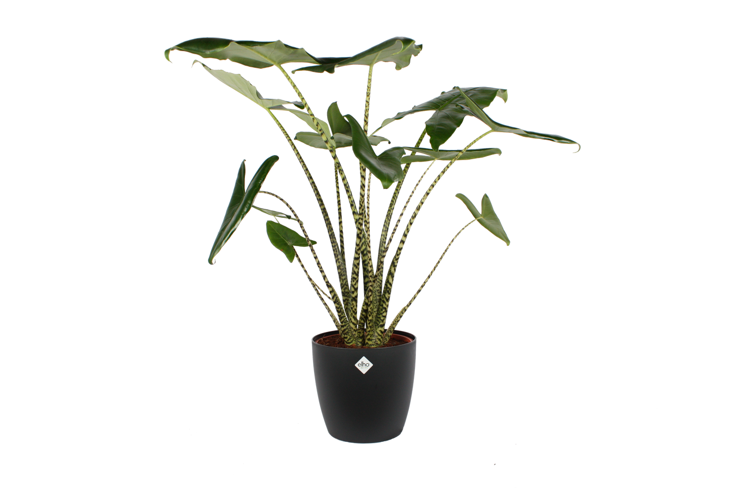 Alocasia Zebrina met Elho sierpot
