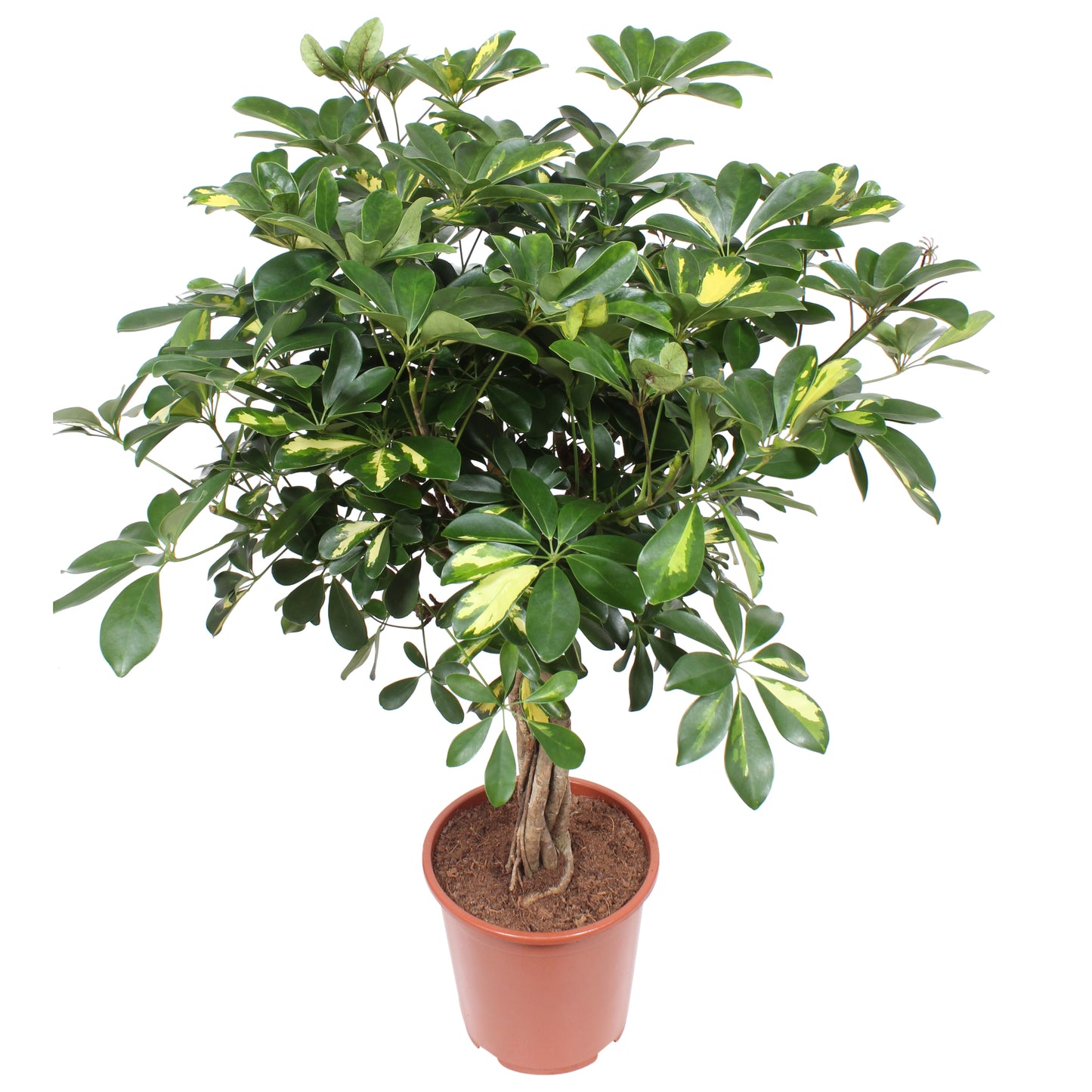 Schefflera Arboricola Gold Capella