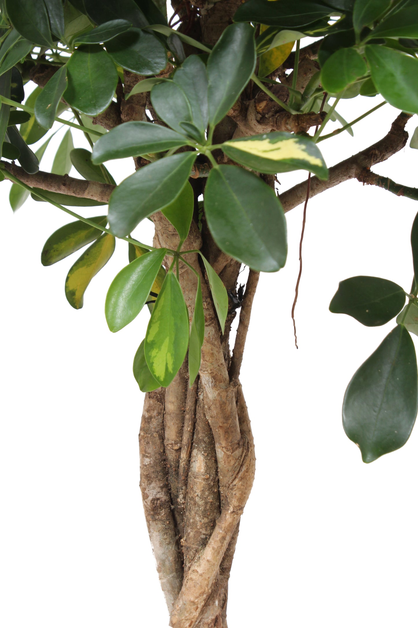 Schefflera Arboricola Gold Capella