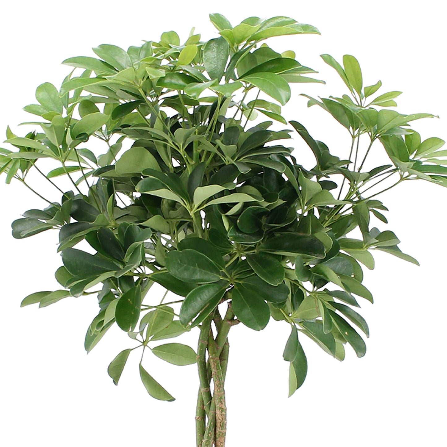 Schefflera Arboricola Nora