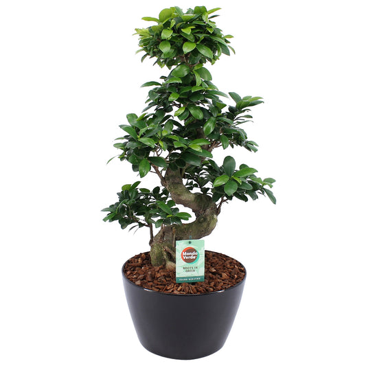 Ficus Gin Seng Bonsai met Zwart Keramiek