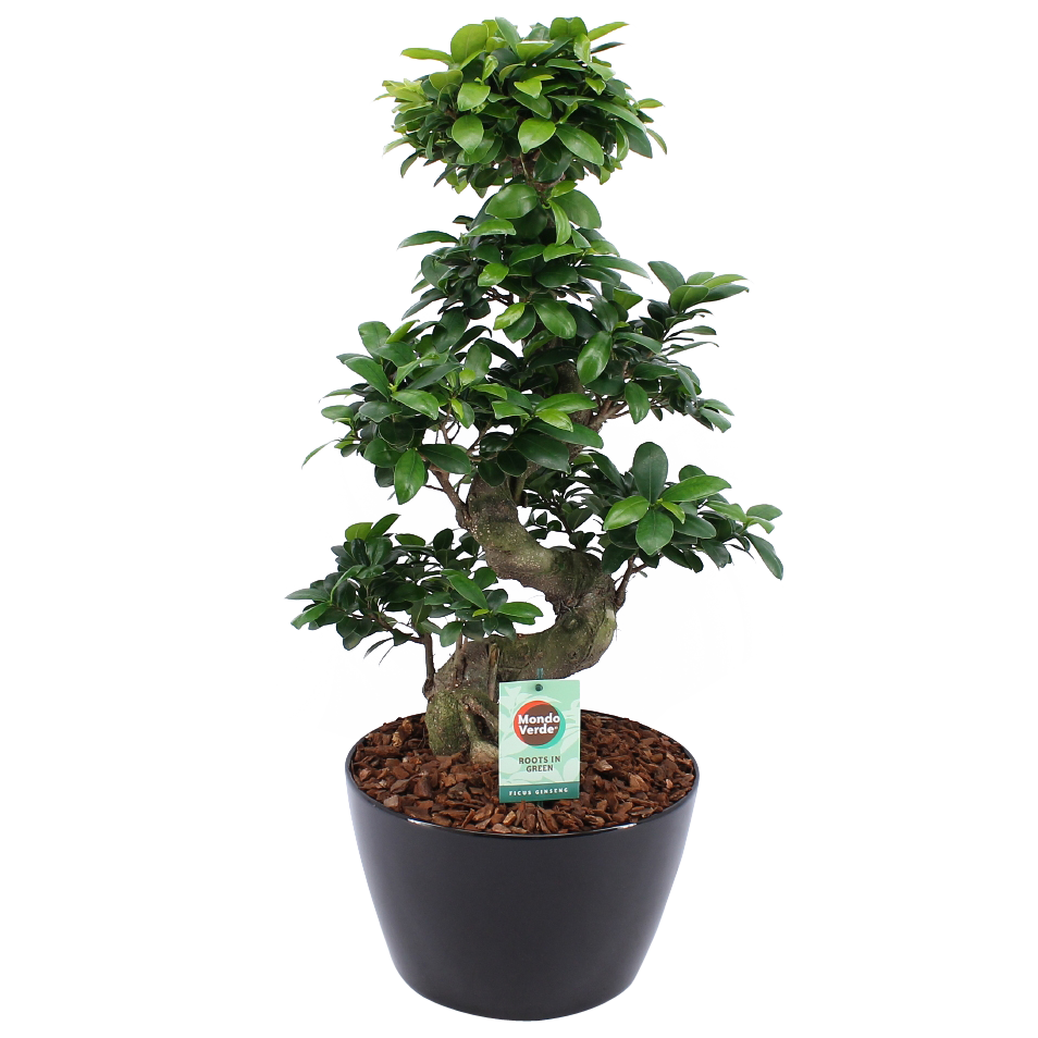 Ficus Gin Seng Bonsai met Zwart Keramiek
