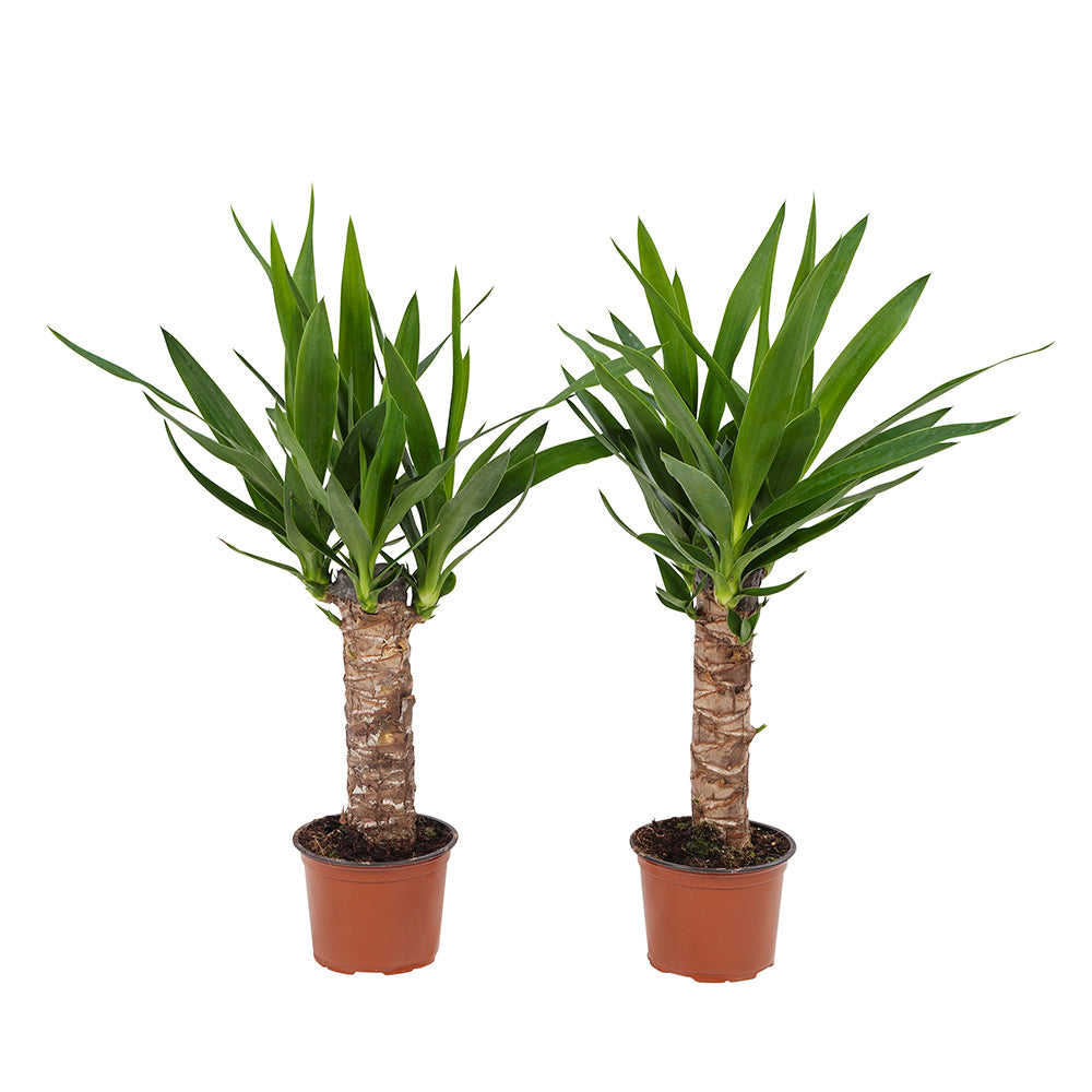 Yucca