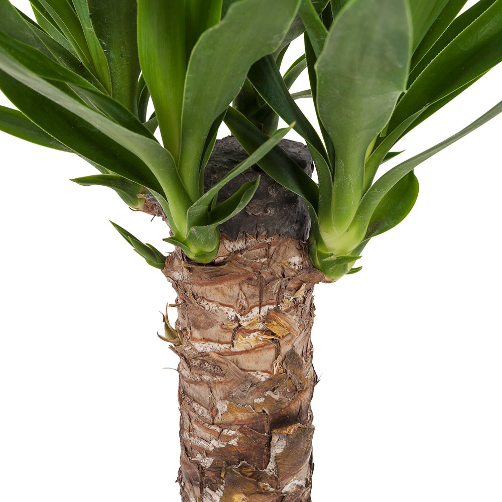 Yucca
