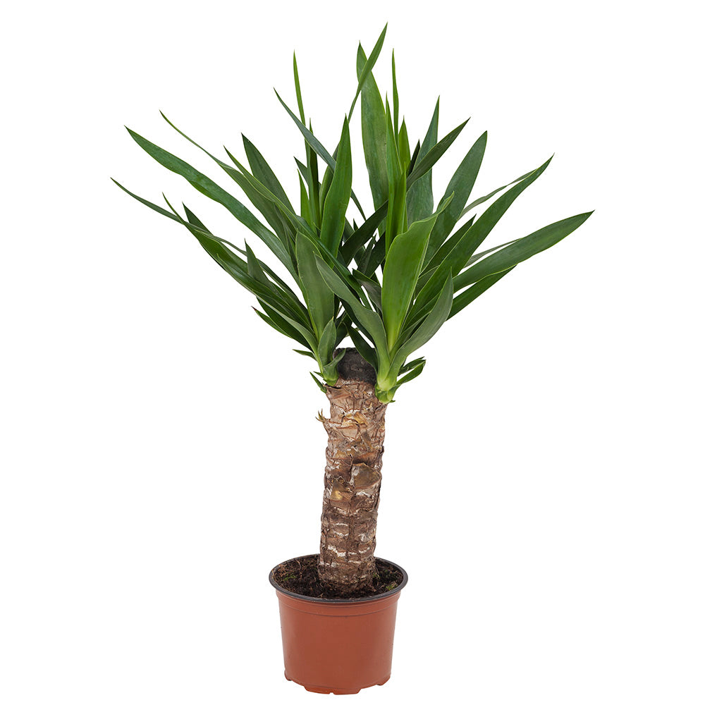 Yucca