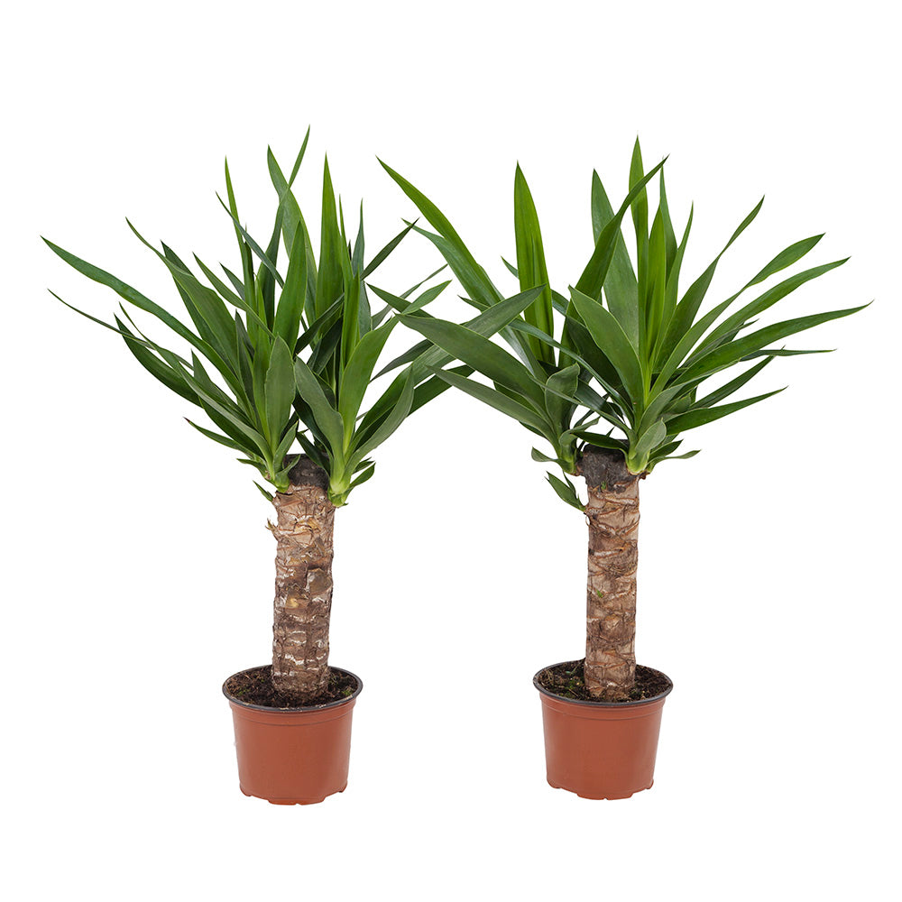 Yucca