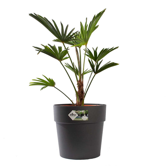Trachycarpus Wagneriana met pot