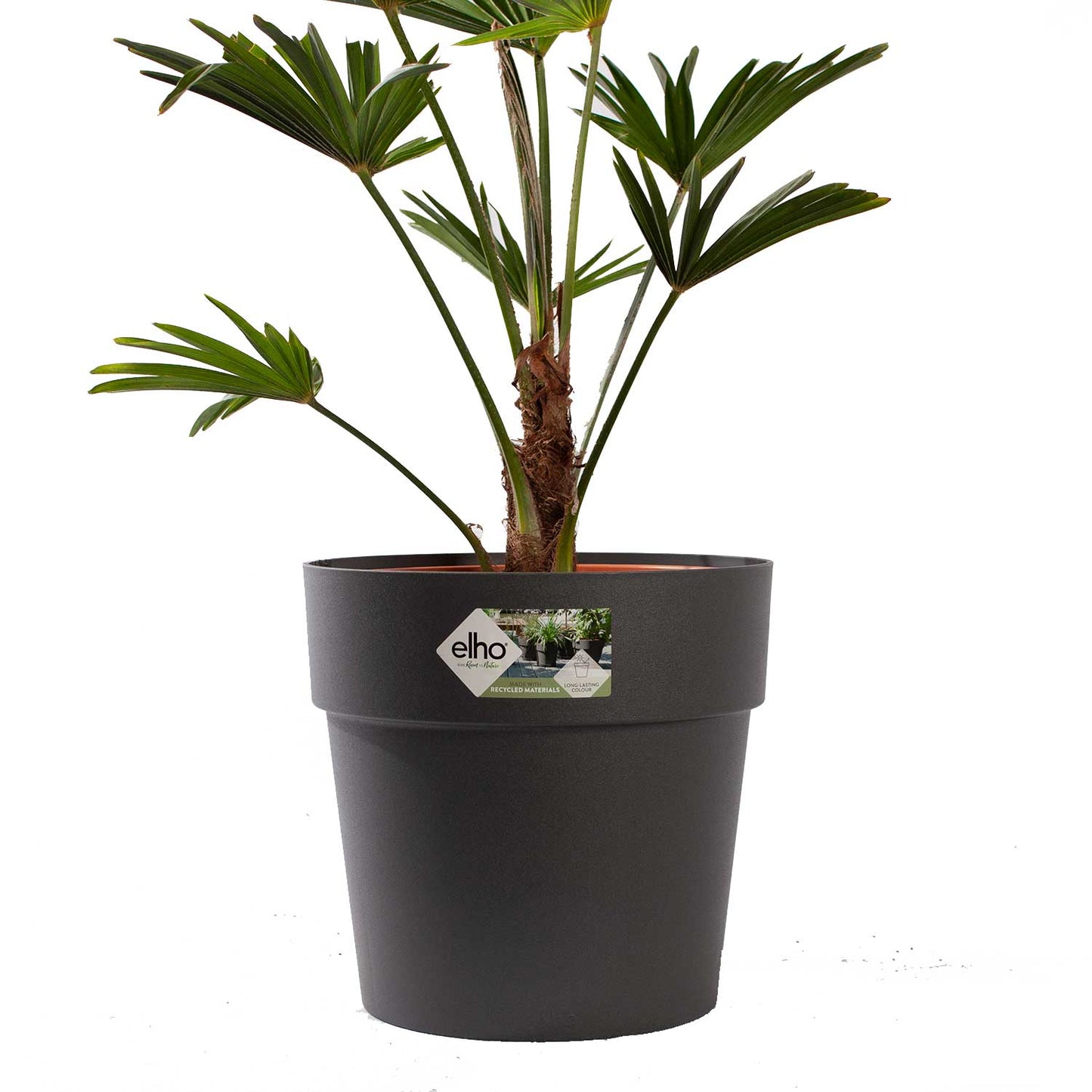 Trachycarpus Wagneriana met pot