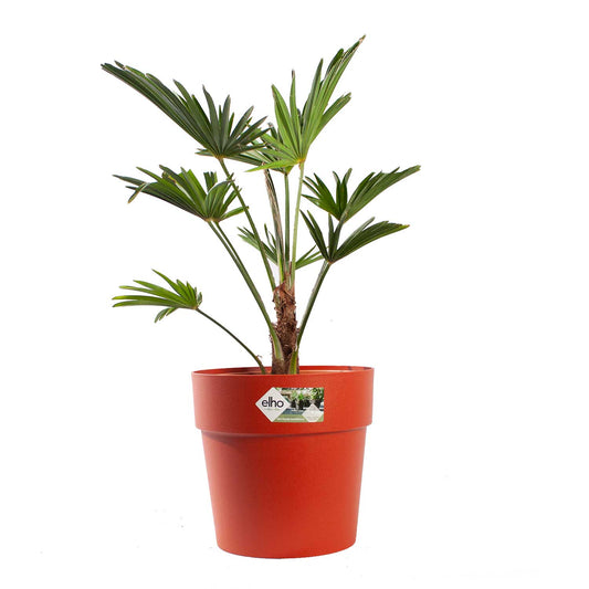 Wagner Palm met pot