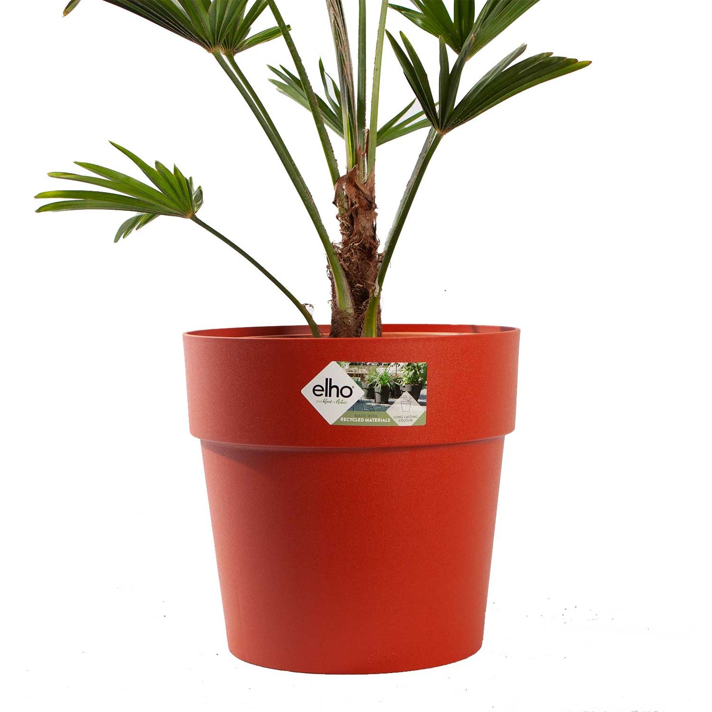 Wagner Palm met pot