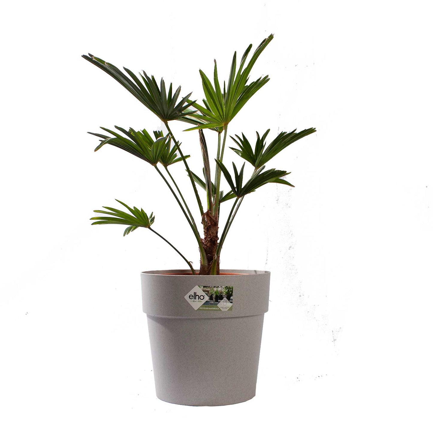 Wagner Palm met pot