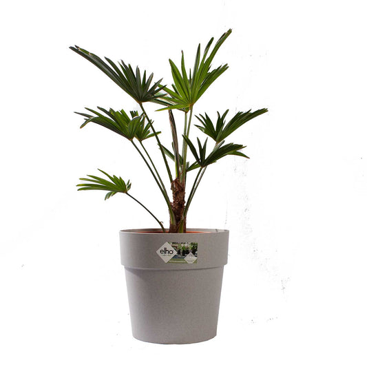 Wagner Palm met pot