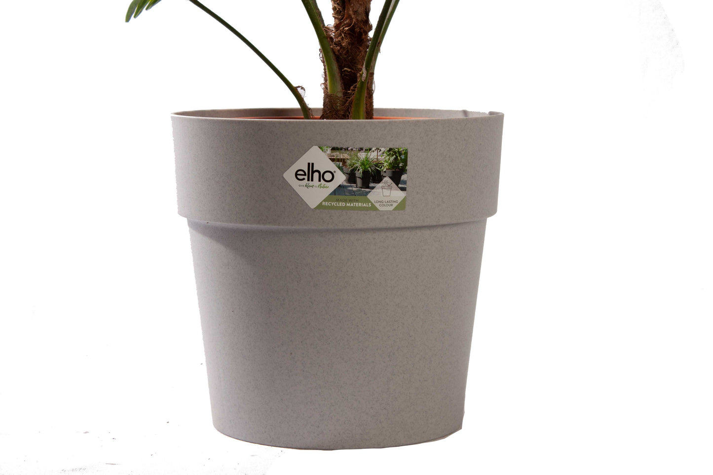 Wagner Palm met pot