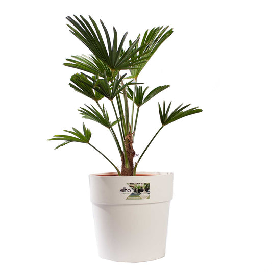 WAGNER PALM MET POT