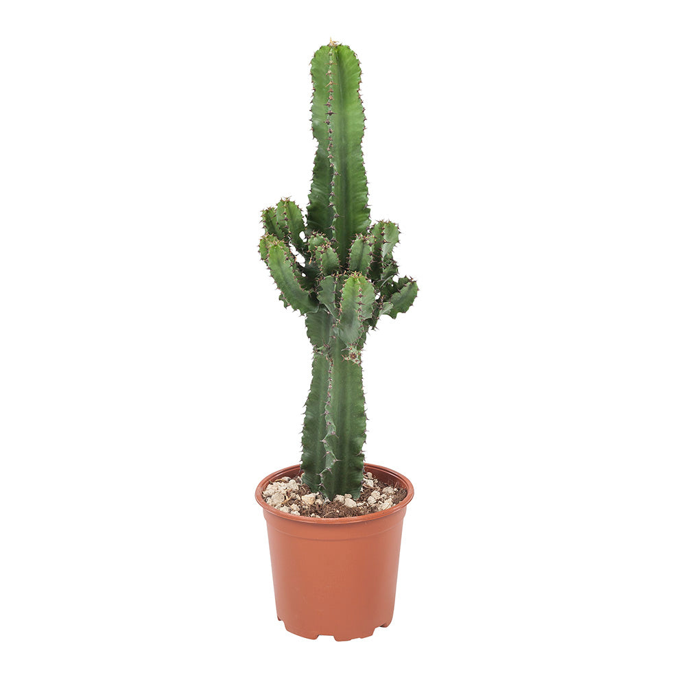 Euphorbia cactus