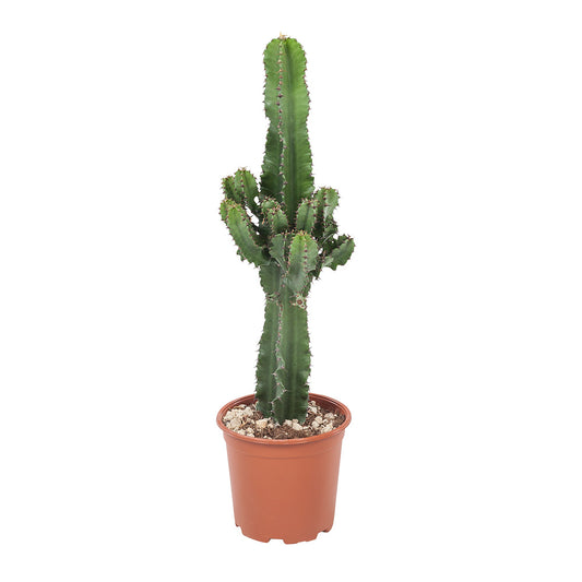 Euphorbia cactus