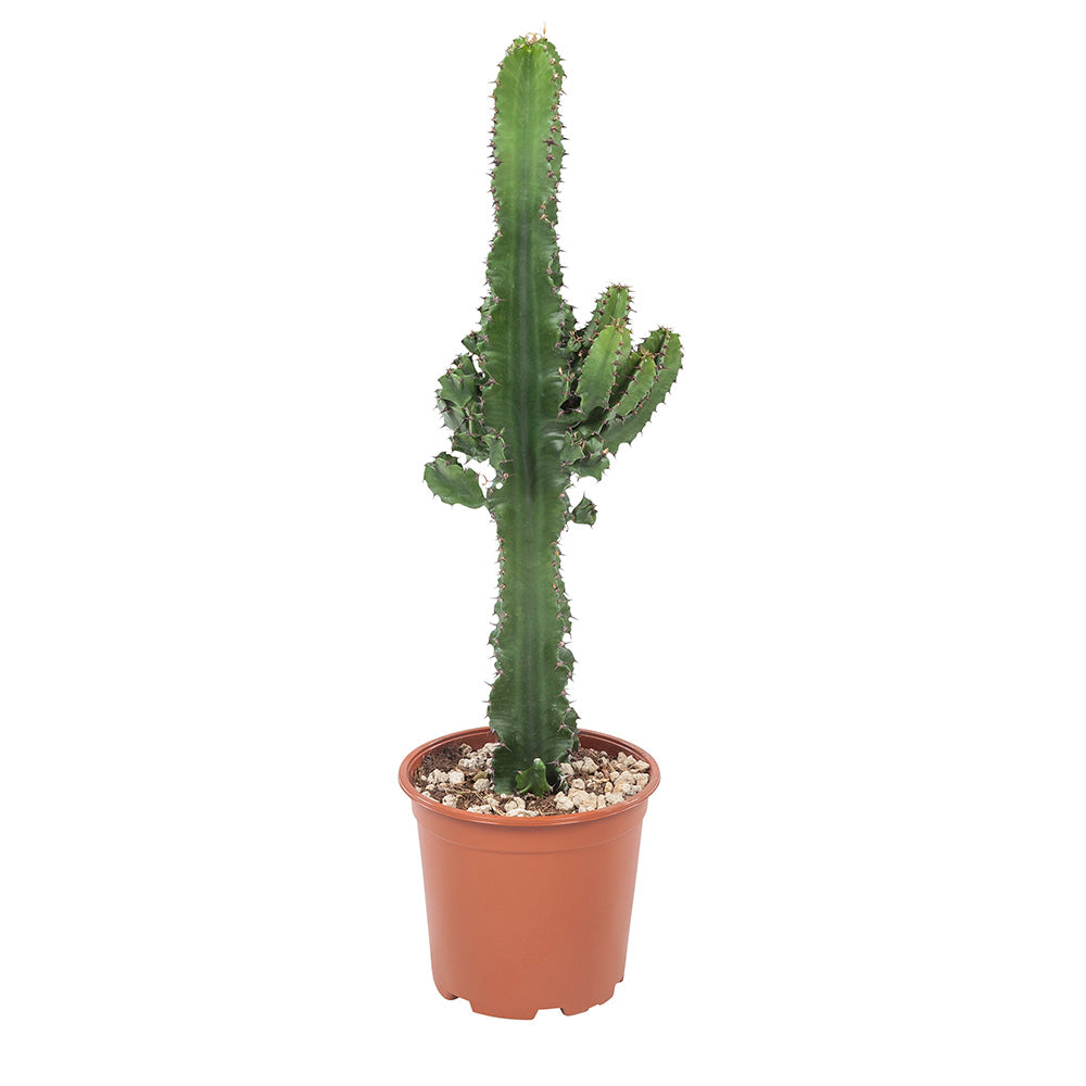 Euphorbia cactus