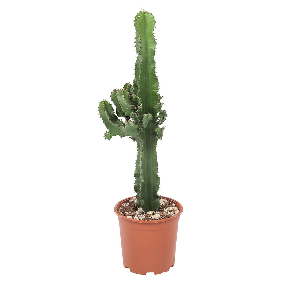 Euphorbia cactus