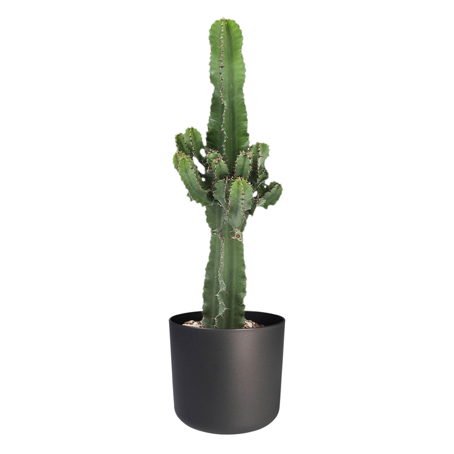 Euphorbia cactus in ® ELHO b.for soft sierpot