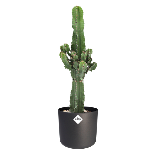 EUPHORBIA CACTUS IN ® ELHO B.FOR SOFT SIERPOT