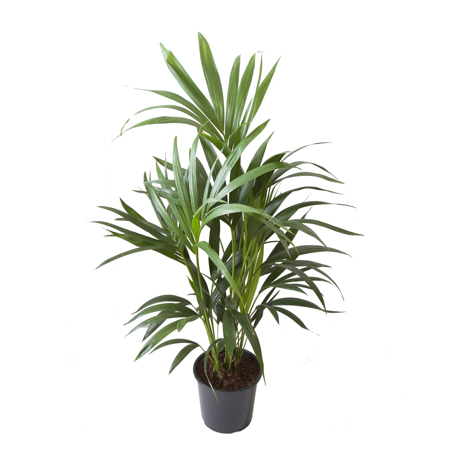 Kentia Palm