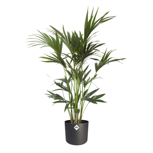 Kentia Palm in ® ELHO b.for soft sierpot