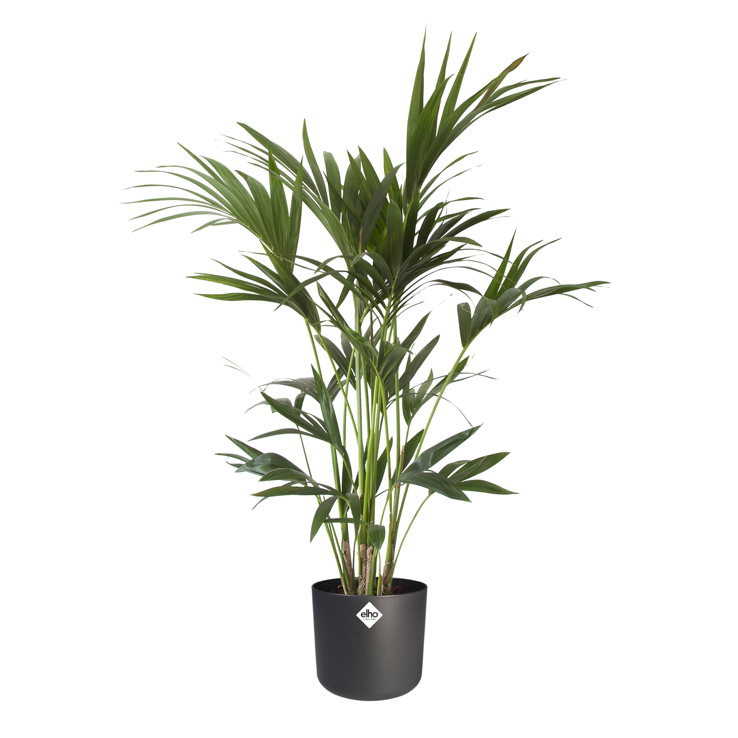 Kentia Palm in ® ELHO b.for soft sierpot