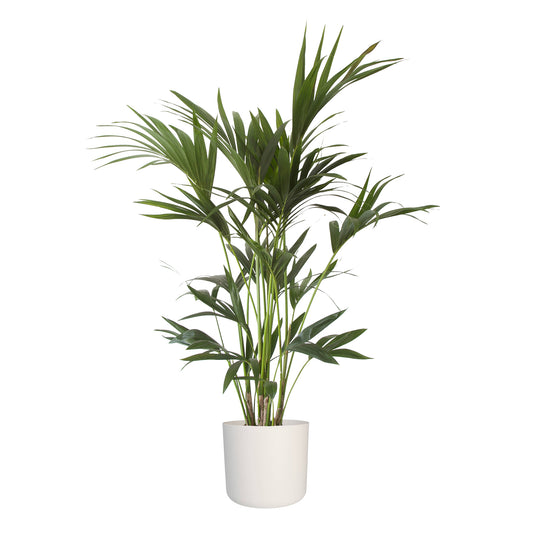 Kentia Palm in ® ELHO b.for soft sierpot