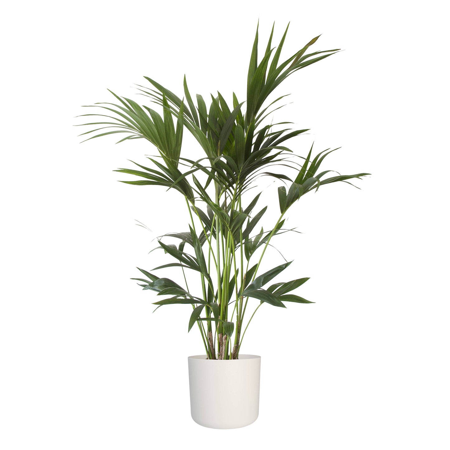 Kentia Palm in ® ELHO b.for soft sierpot