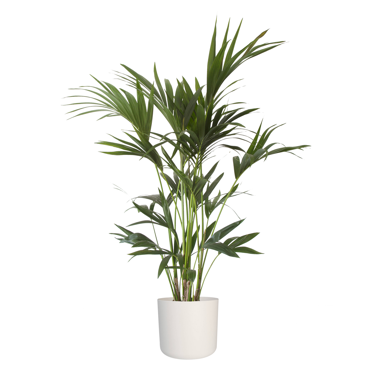 Kentia Palm in ® ELHO b.for soft sierpot