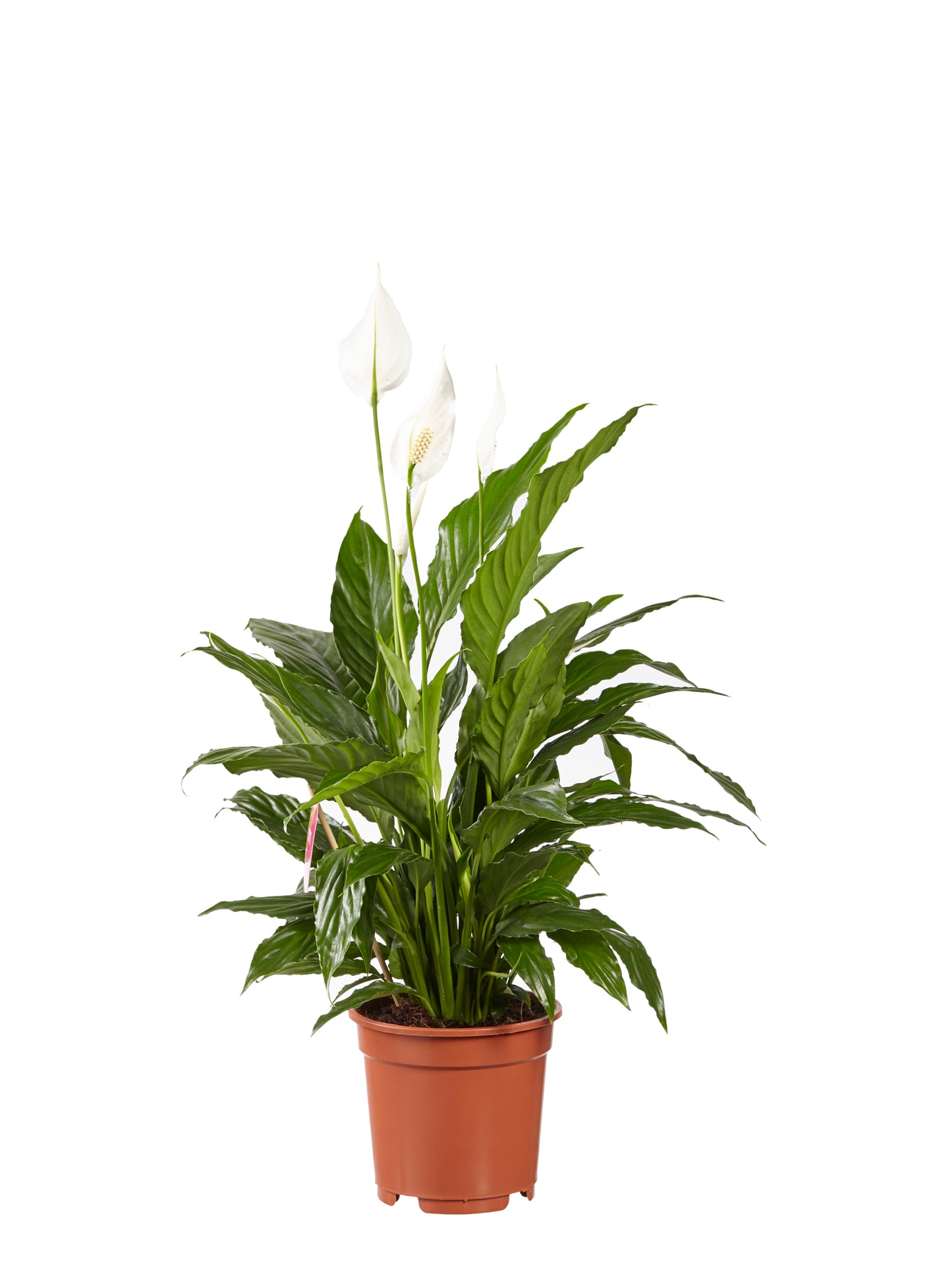 Lepelplant Spathiphyllum Vivaldi