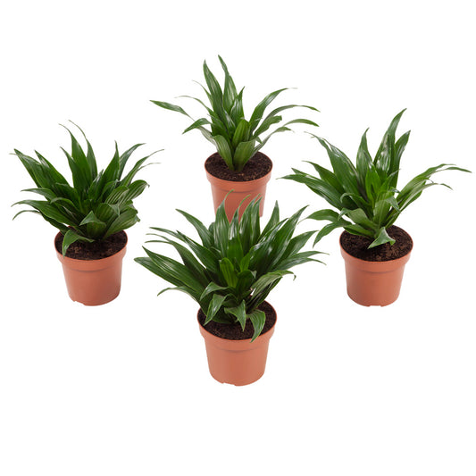 Dracaena 'Compacta'