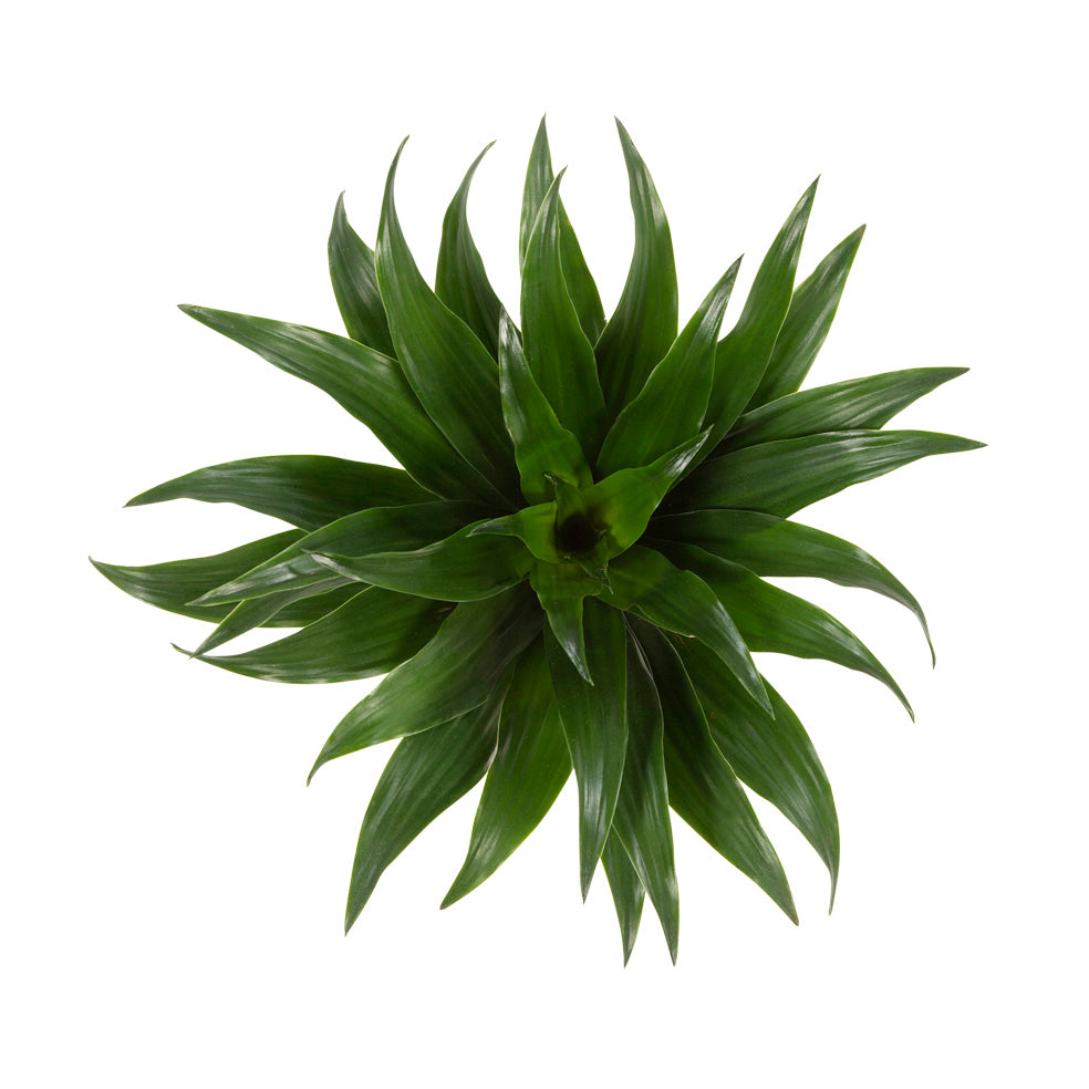 Dracaena 'Compacta'