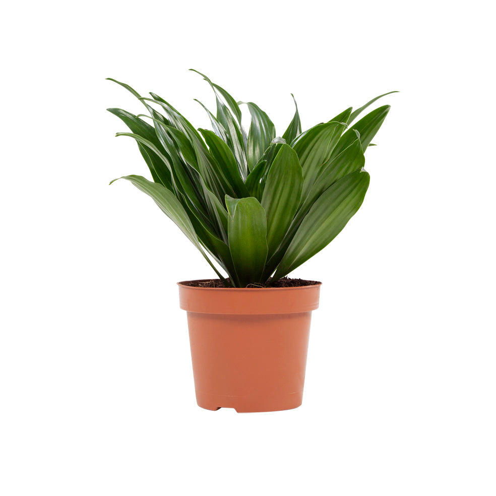 Dracaena 'Compacta'