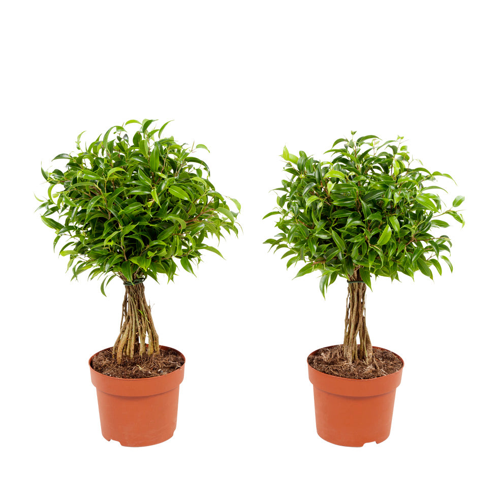 Ficus 'Treurvijg'