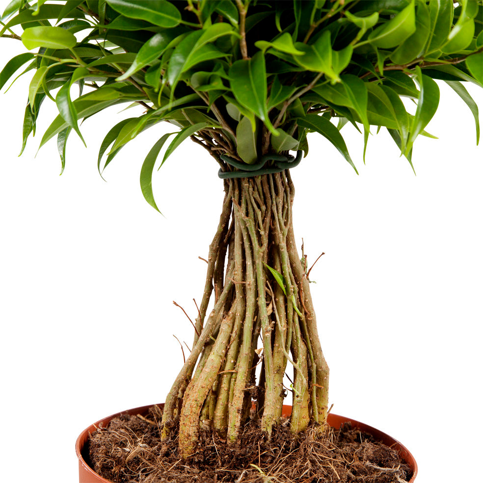 Ficus 'Treurvijg'