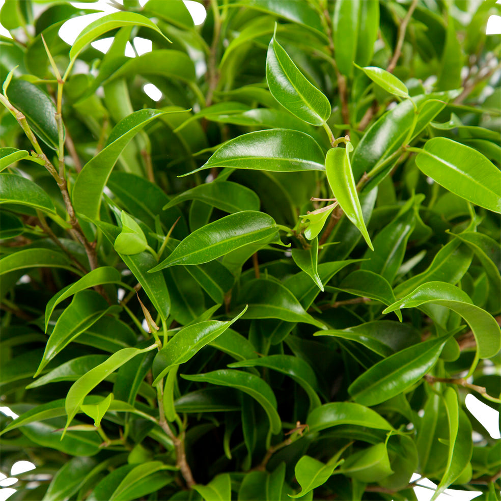 Ficus 'Treurvijg'