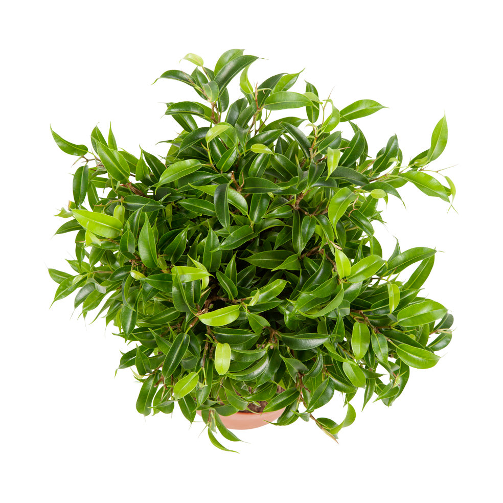 Ficus 'Treurvijg'