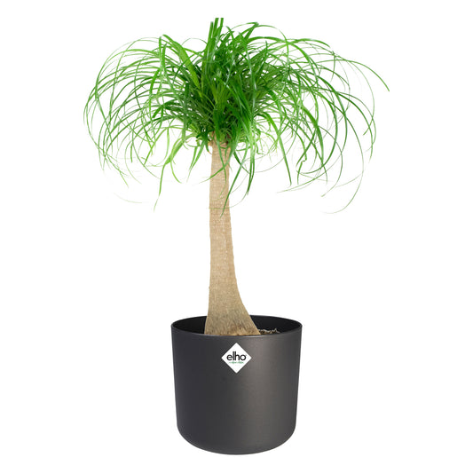 Olifantspoot in ® ELHO b.for soft sierpot
