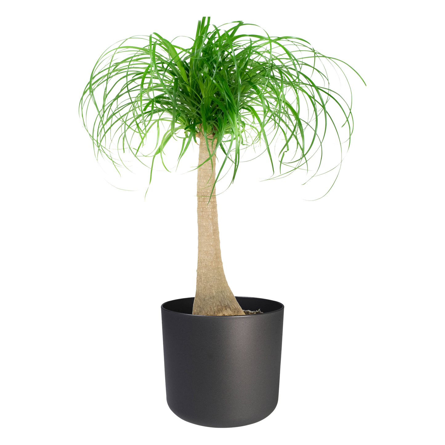 Olifantspoot in ® ELHO b.for soft sierpot